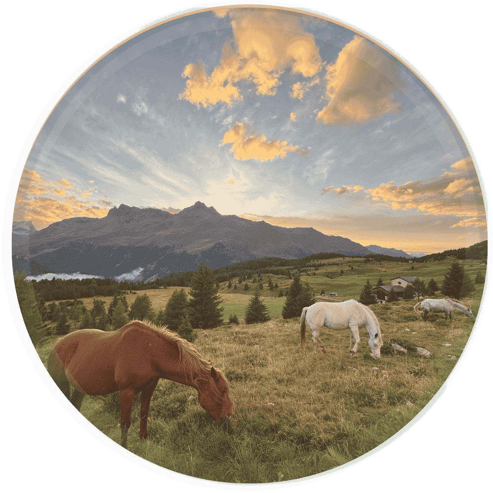 Weidende Pferde auf der Pferdealp Flix