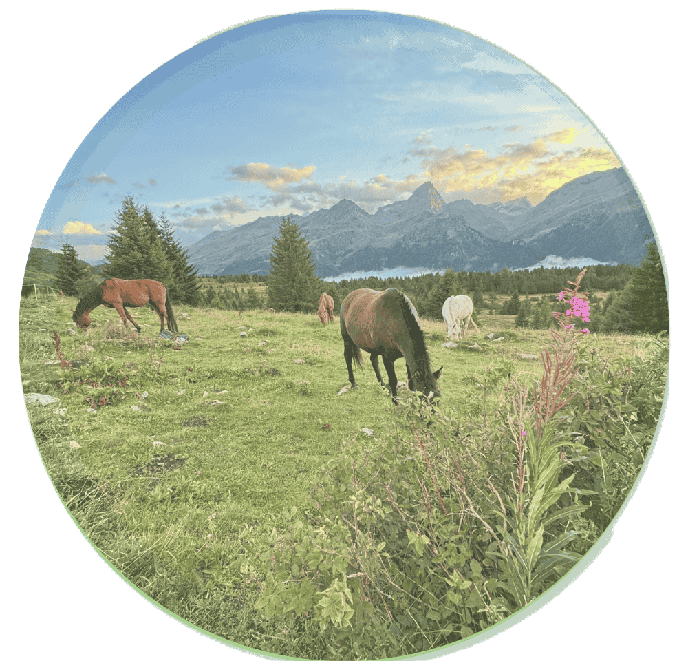 Pferde am weiden Alp Flix