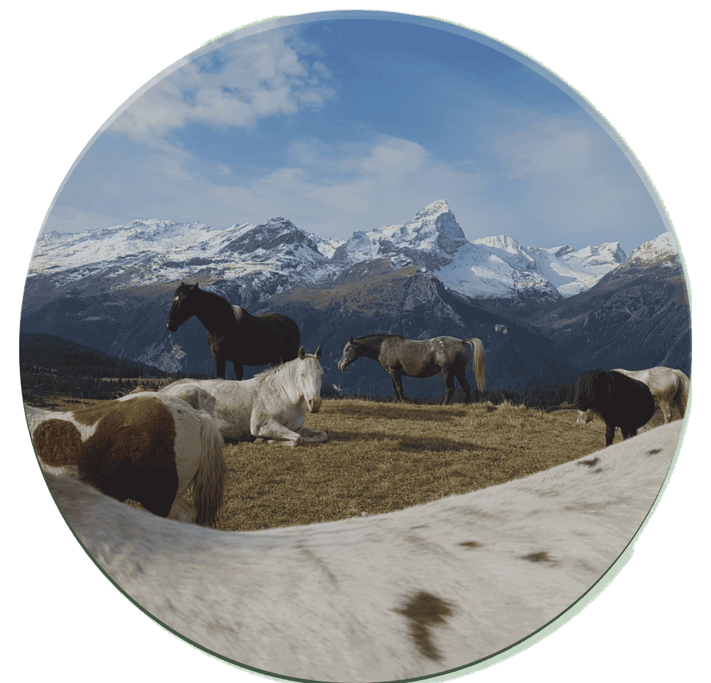 Fonsi und seine Pferde auf der Winterweide