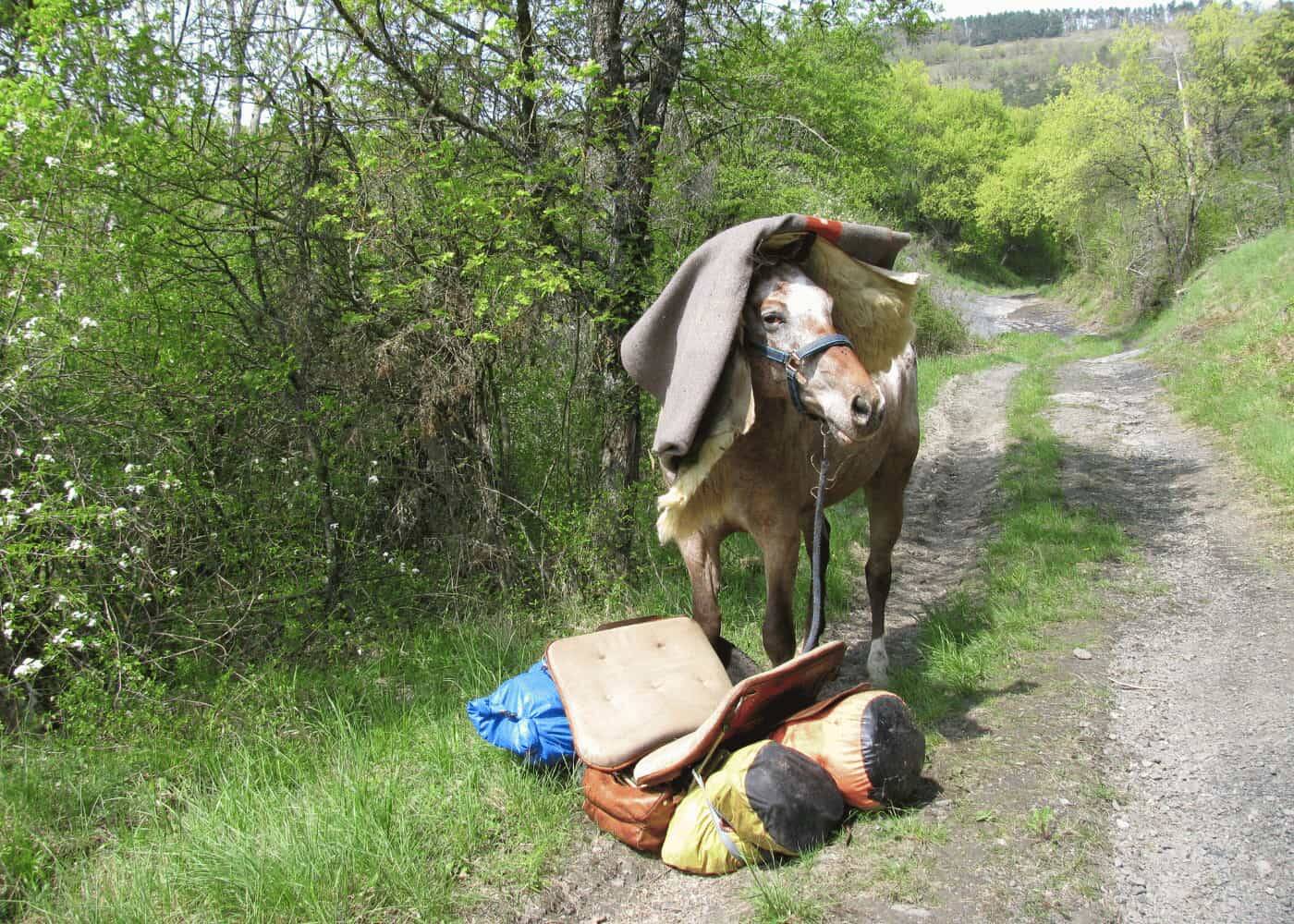 Pferd mit Sattel welcher über den Hals gerutscht ist.